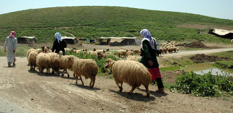 Nomads, camp in background